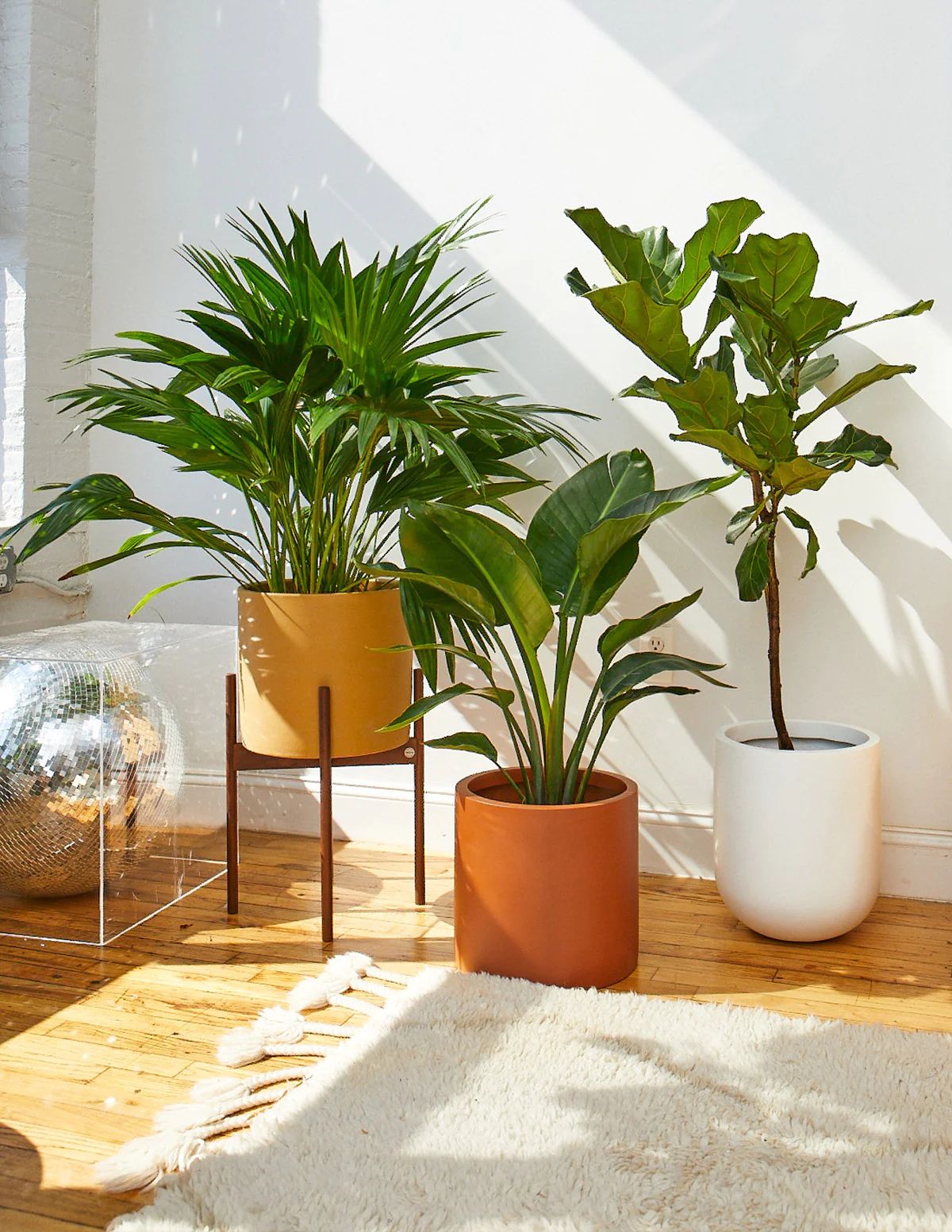 Large Fiddle Leaf Fig Tree | The Sill