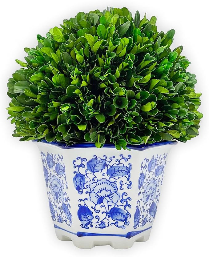 Galt International Preserved Natural Boxwood in Ceramic Pot - Plant and Table Centerpiece - Stunn... | Amazon (US)