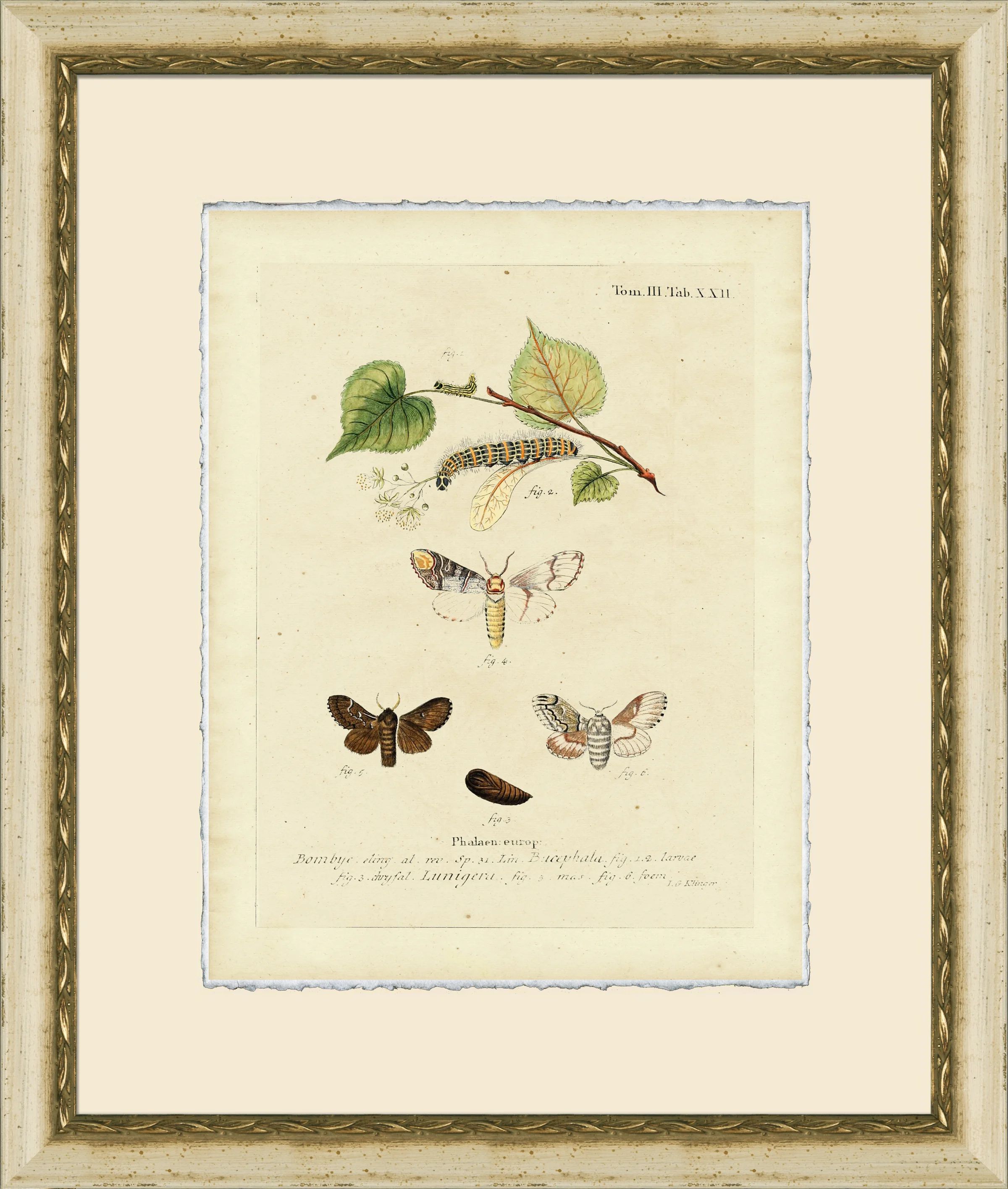 Wendover Art Group Small Moth Study IV - Picture Frame Print on Paper | Wayfair | Wayfair North America