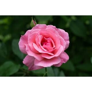 BELL NURSERY 3 Gal. Queen Elizabeth Live Rose Plant with Pink Flower (1-Pack) ROSE3QELIZ1PK - The... | The Home Depot