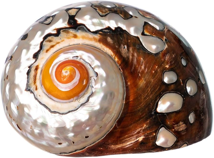 Hermit Crab Shells | Turbo Shells | African Sarmaticus Turbo Shell 2"-2.5" | Shell Opening Size 1... | Amazon (US)