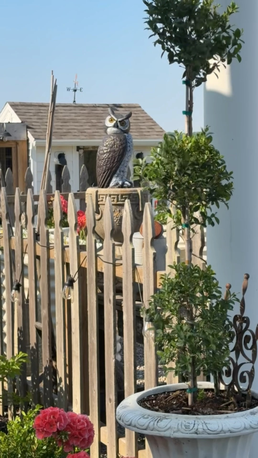 We recently added this owl decoy to help keep the birds out of our garden. It also makes me laugh.

#LTKdayinmylife #LTKstorytime #LTKSeasonal