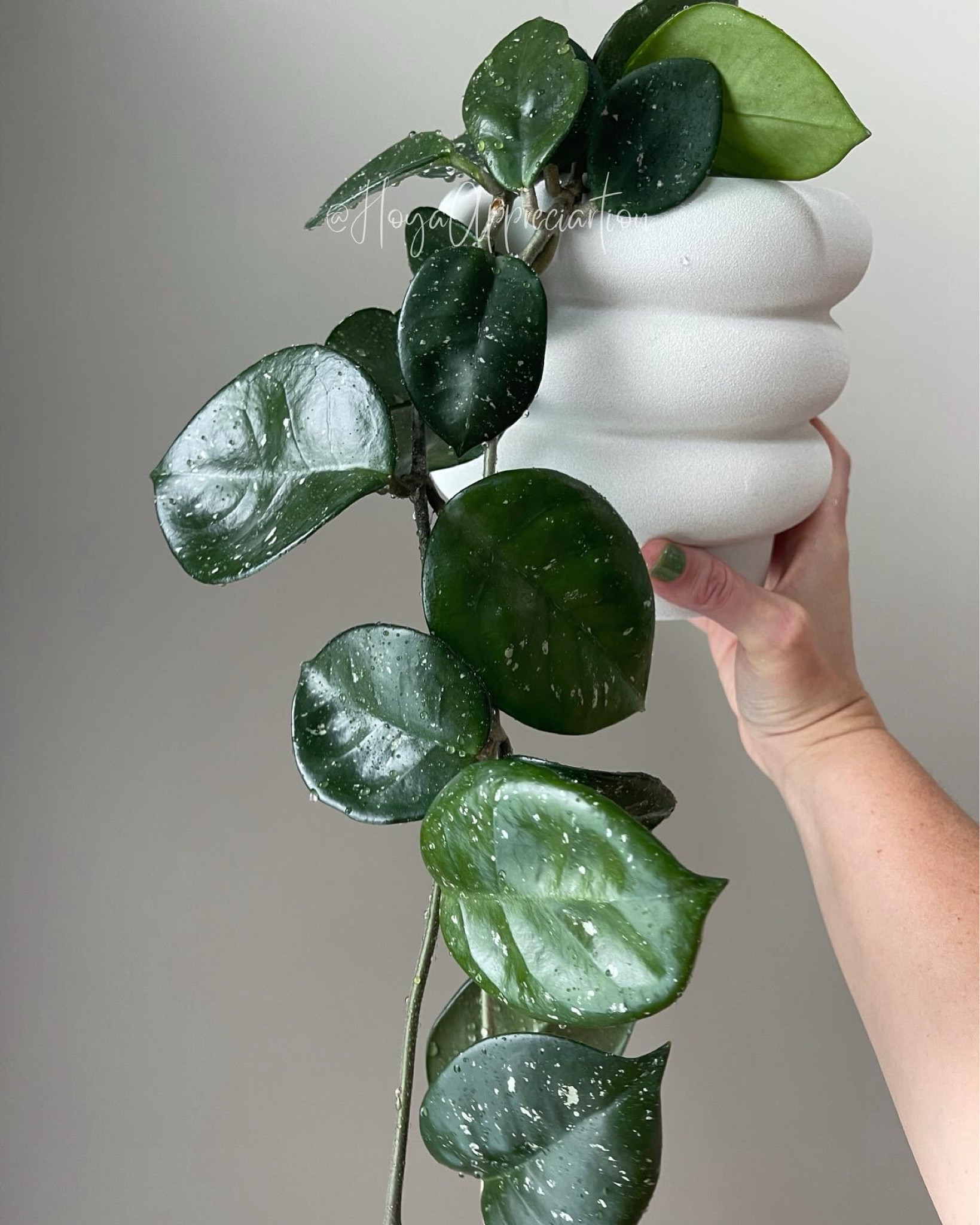 This pot perfectly emphasizes these big bubbly leaves. Probably my favorite pot/plant combo in my collection !#LTKhome 

#LTKGiftGuide #LTKU