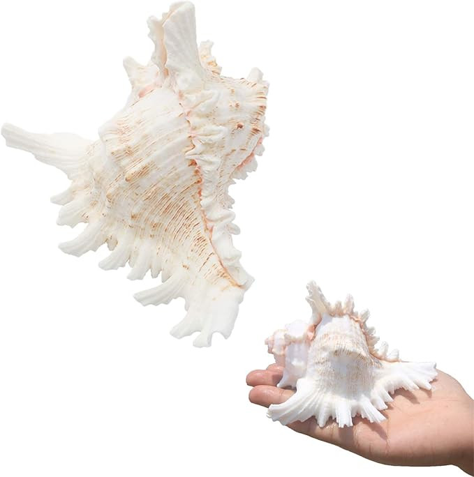 SINKOO 2PCS Conch Shell Large Natural Seashells 4-5.3 Inch Perfect for Fish Tank Wedding Decor Be... | Amazon (US)