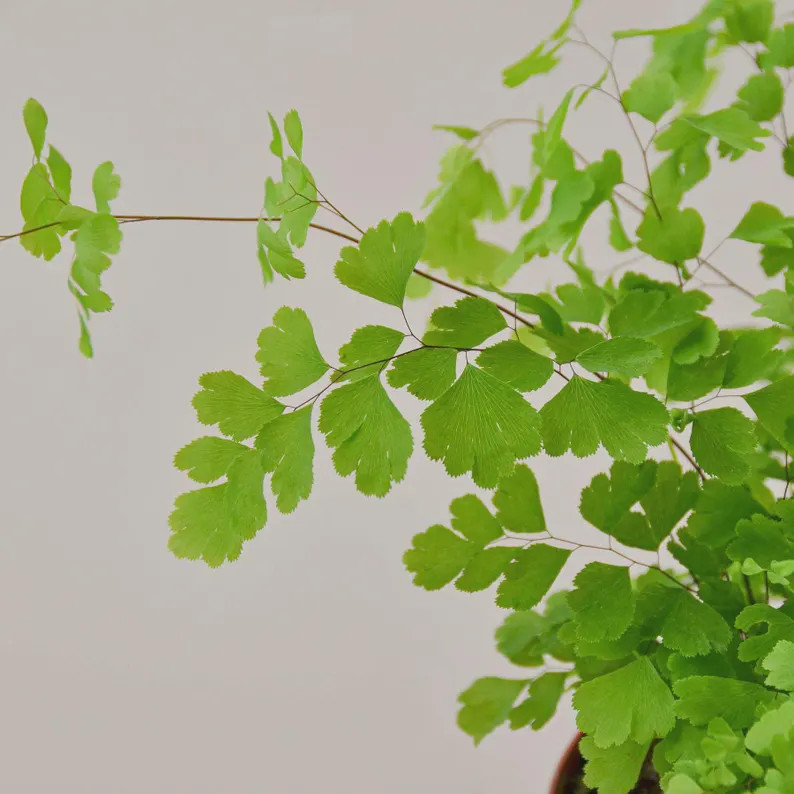 Maidenhair Fern | Adiantum Capillus Veneris | Delicate Indoor Plant | Cottage Decor (4in 6in Pot) | Etsy (Global)
