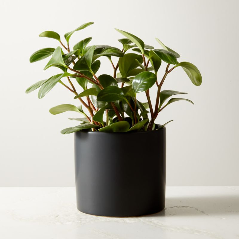 Small Baby Rubber Plant (Peperomia Obtusifolia) in 6'' Black Ceramic Pot | CB2 | CB2