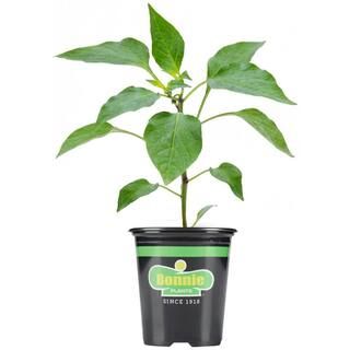 Bonnie Plants 19.3 oz. Red Bell Sweet Pepper Plant-2101 - The Home Depot | The Home Depot
