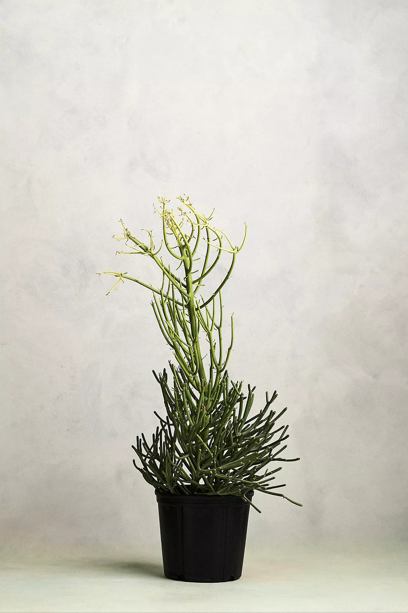 Pencil Cactus, 10" | Terrain