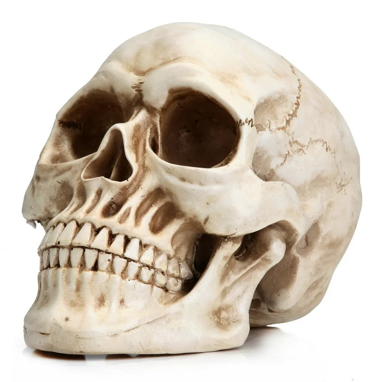 Readaeer Life Size Human Skull Model 1:1 Replica Realistic Human Adult Skull Head Resin Statues | Walmart (US)