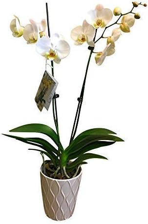 Floral, Phalaenopsis Orchid Plant, 3 Inch | Amazon (US)