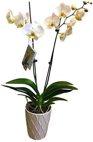 Floral, Phalaenopsis Orchid Plant, 3 Inch | Amazon (US)