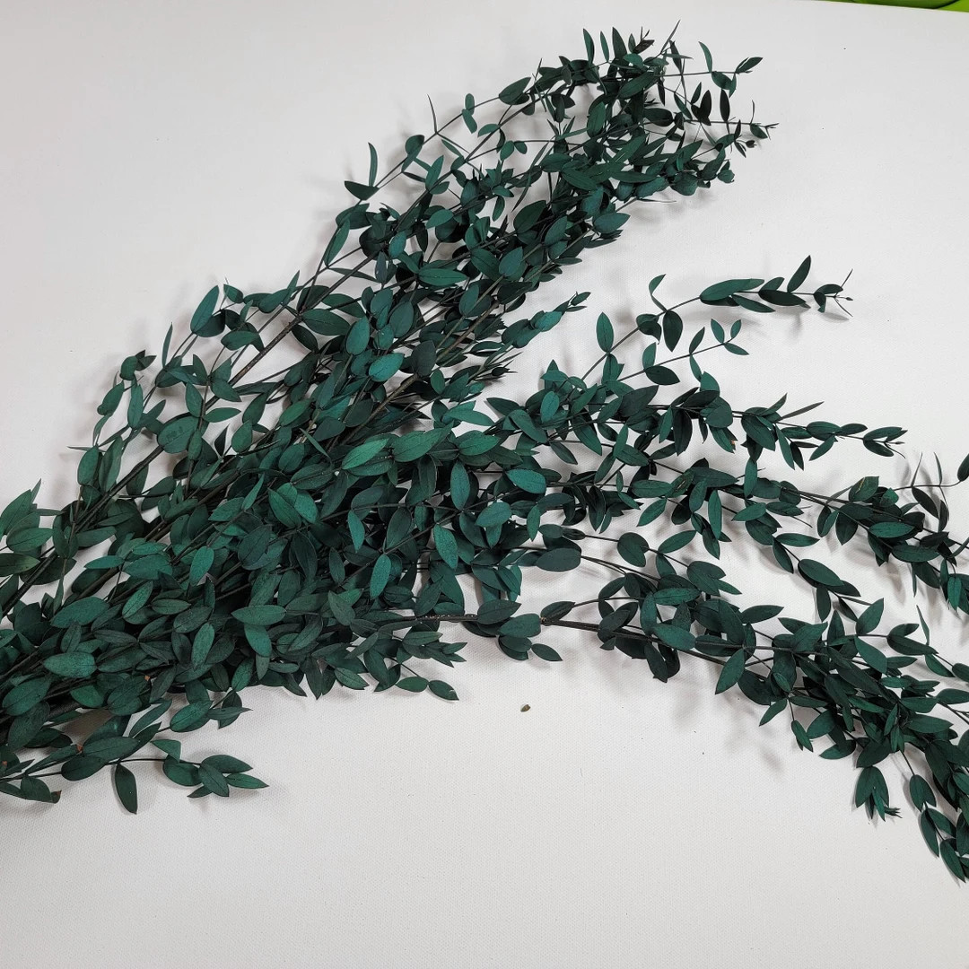 Preserved Parvifolia Eucalyptus / Small Leaf Eucalyptus / Dried Eucalyptus - Etsy | Etsy (US)