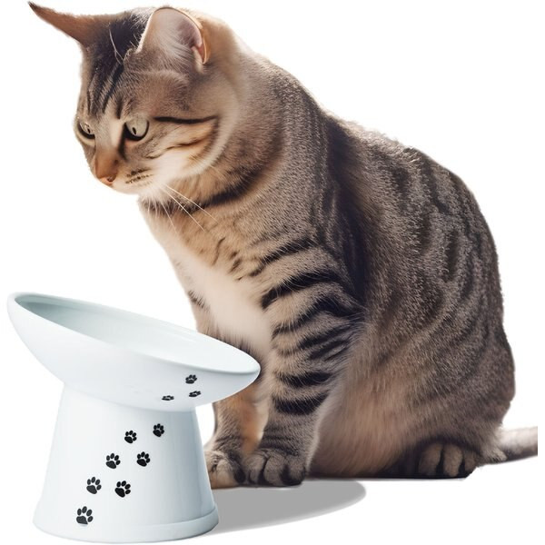 Necoichi Tilted Stress Free Raised Cat Food Bowl | Chewy.com