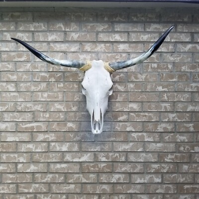 Steer Cow Skull 3  feet  8   inches w Polished Bull Horns home decor (902) | eBay US