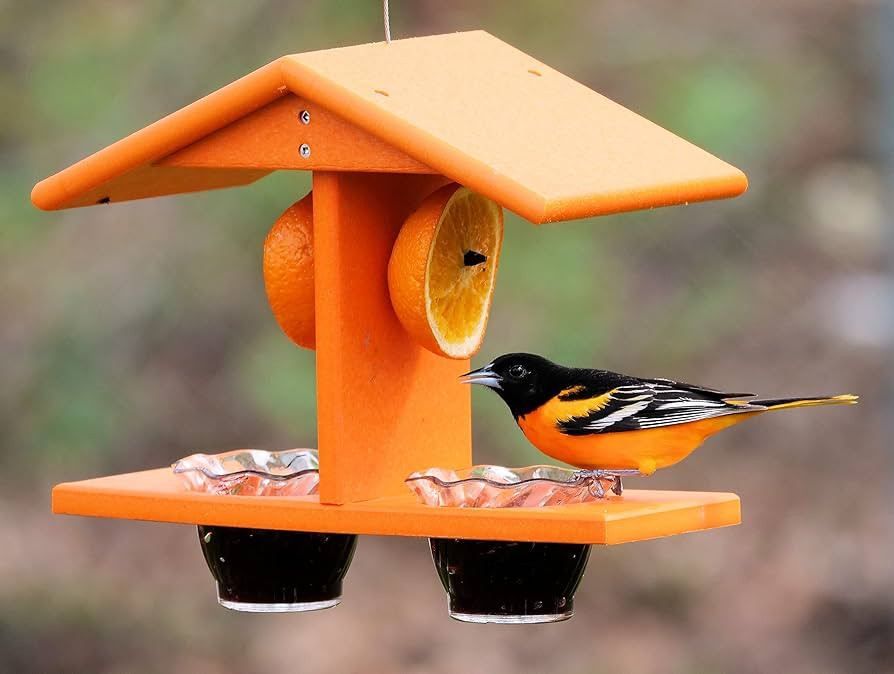 AmishToyBox.com Oriole Bird Feeder, Double-Cup Jelly Oriole Feeder with Pegs for Orange Halves (O... | Amazon (US)