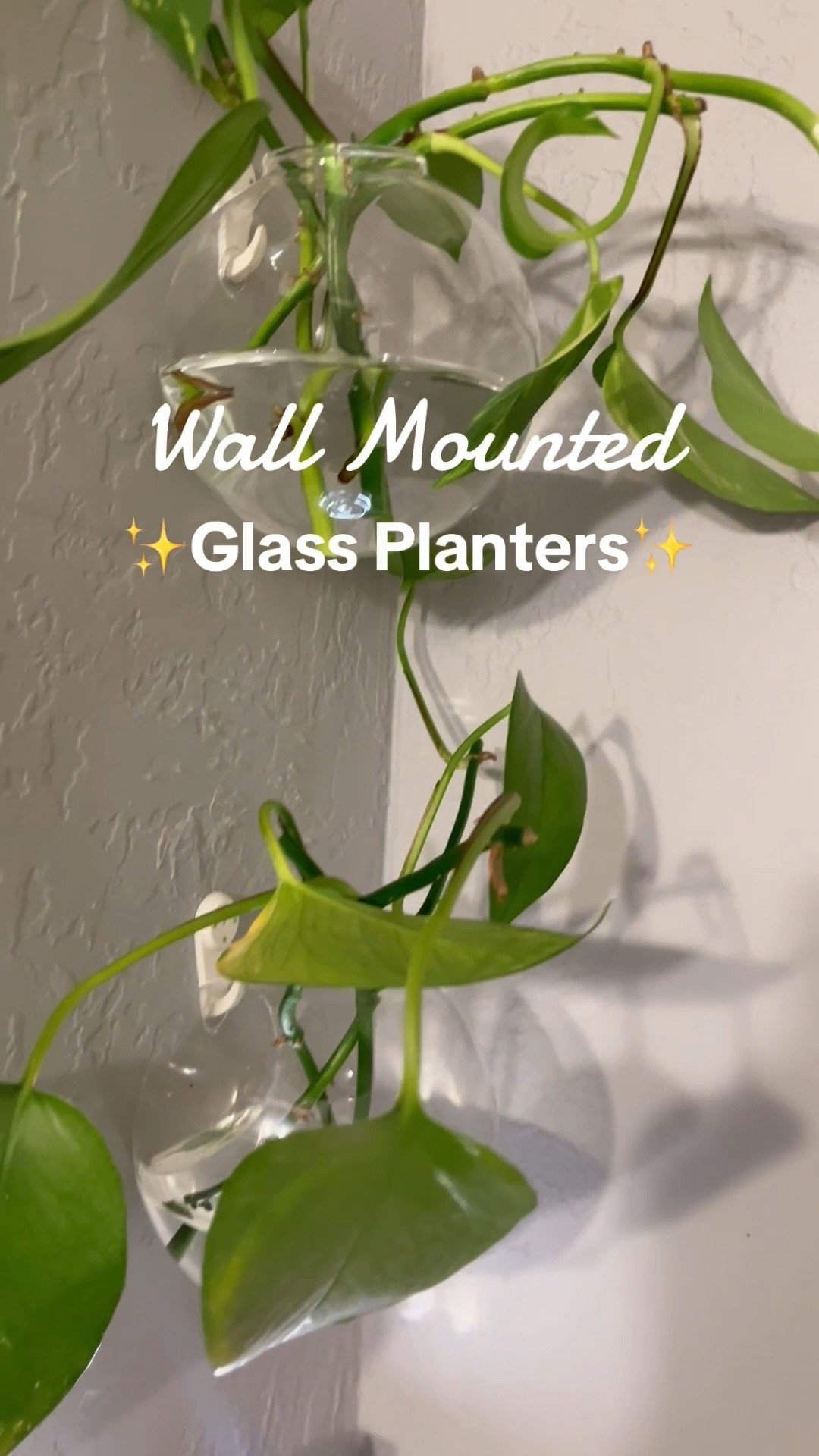 Prettiest glass planters for wall hanging plants/propagations! 

#LTKFindsUnder50 #LTKHome #LTKSpringSale