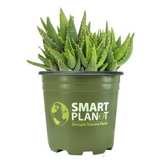 1 Gal. Aloe Nobilis - Single | The Home Depot