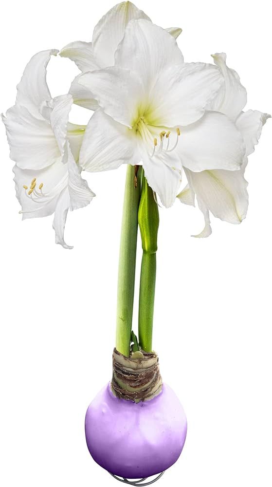 Waxed Amaryllis Bulb - Purple Wax, White Blooms - Easy Care - No Watering Needed! Beautiful Sprin... | Amazon (US)