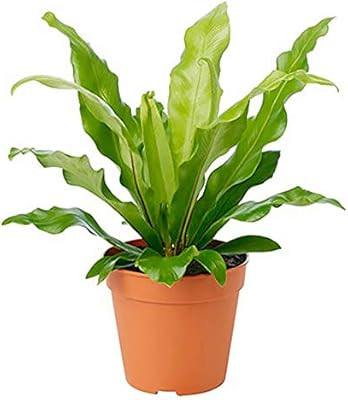 AMERICAN PLANT EXCHANGE | Amazon (US)