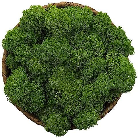 Moss Preserved, Green Moss for Fairy Gardens, Terrariums, Any Craft or Floral Project or Wedding ... | Amazon (US)