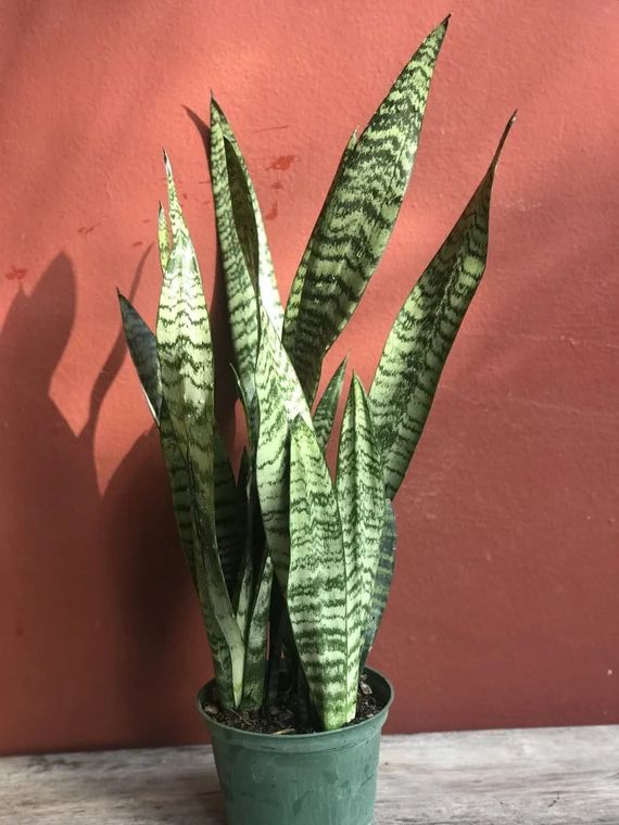 Large Sansavieria Zeylanica in 6 pot snake plant | Etsy | Etsy (US)