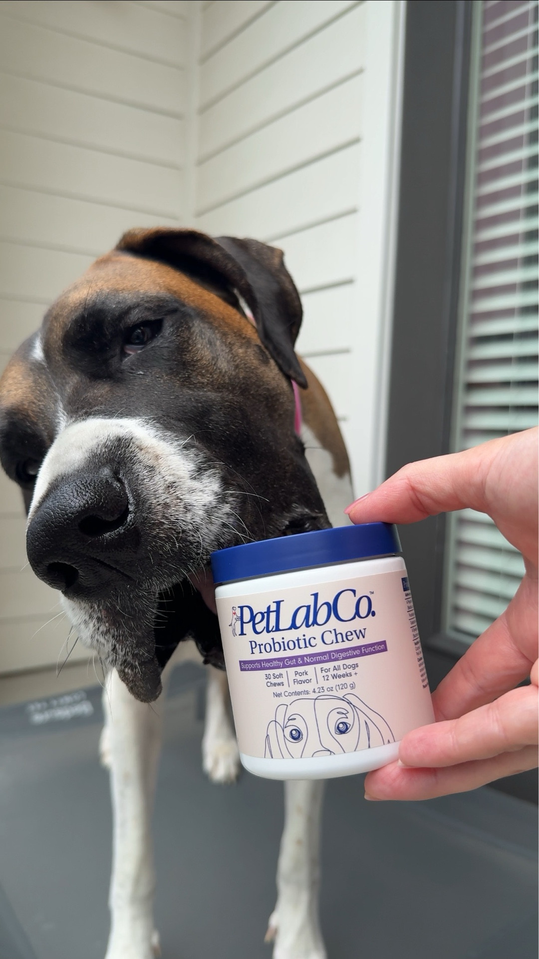Gia is a gut health girly 💅🏼 She stretches, she snacks, she sparkles ✨

Gia’s gut is glowing thanks to her daily probiotic chew PetLab Co. 💙🐾

Formulated by vets and powered by premium probiotics 🍃 this is how we support smooth digestion and happy zoomies 🐾

Probiotics support large breed gut health ✨🍃
🥓 Reduce gas buildup
🥓 Improve digestion
🥓 Support nutrient absorption
🥓 Promote overall gut balance



#LTKSeasonal #LTKPets #LTKHome