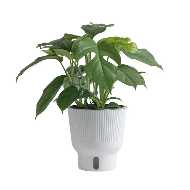 Trending Tropicals Trending Tropical Mini Monstera House Plant in 6-in Pot | Lowe's