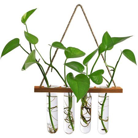 Plant Propagation Tubes Wall Hanging Plant Terrarium with Wooden Stand Mini Test Tube Flower Vase Gl | Walmart (US)