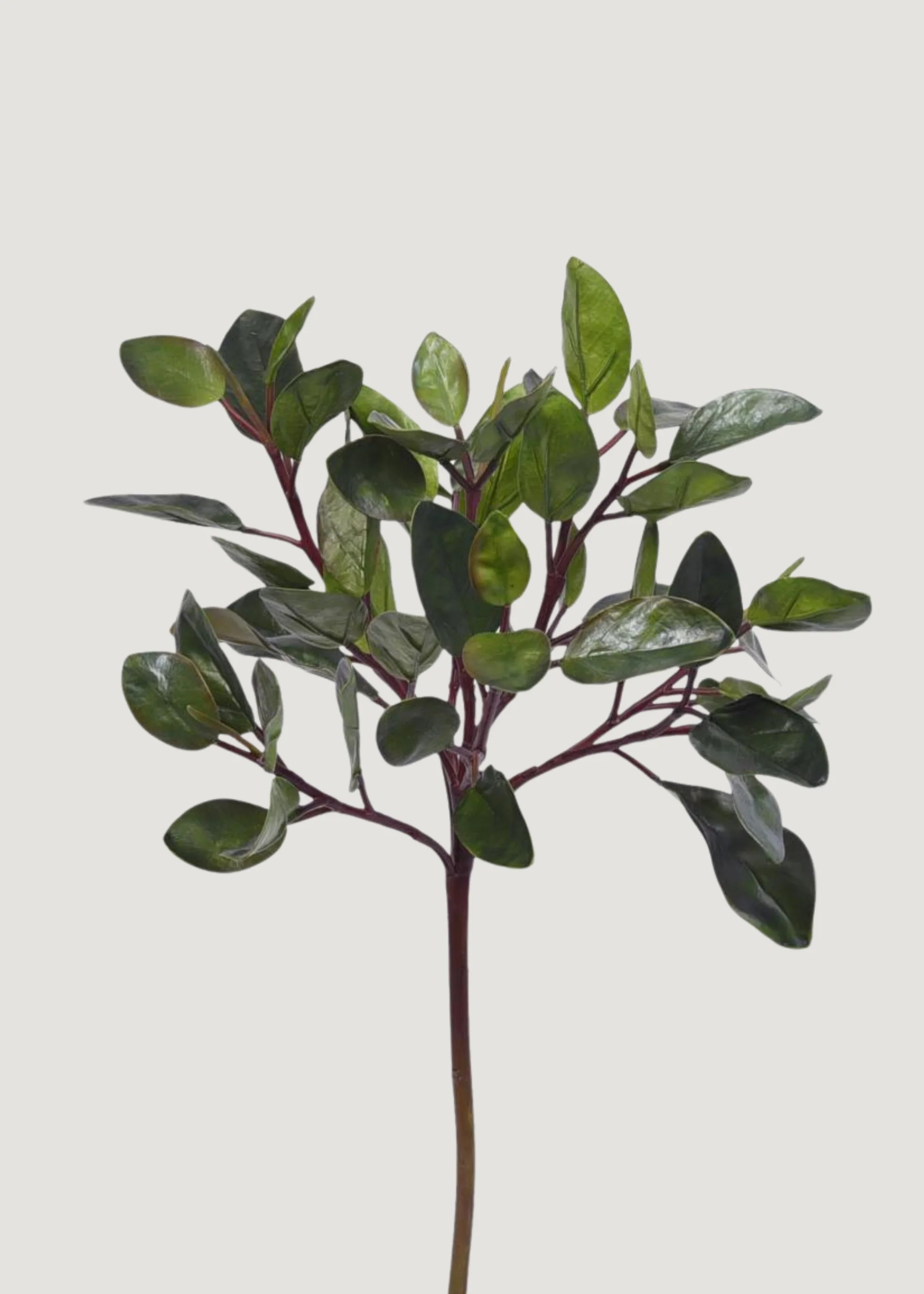 Fake Peperomia Leaf Branch | Realistic Artificial Greens | Afloral | Afloral