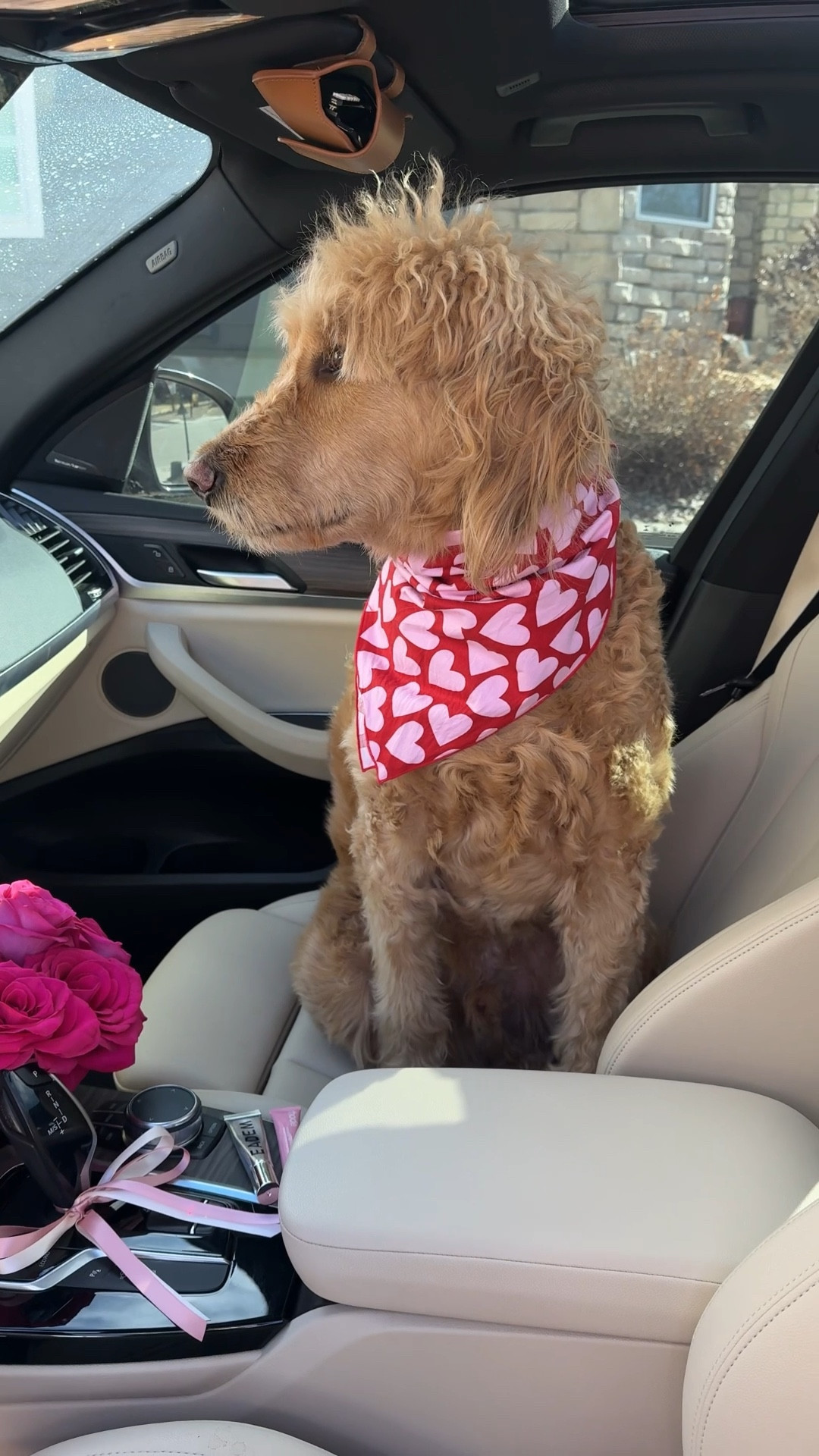 My valentine is cuter than yours! Jk alllll valentines are cute I am just obsessed with mine! 

#LTKSeasonal #LTKdayinmylife #LTKValentine