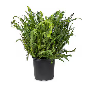 Lowe's Kimberly Queen Fern Accent Shrub in 1.72 -Gallon Pot 1 -Pack | Lowe's
