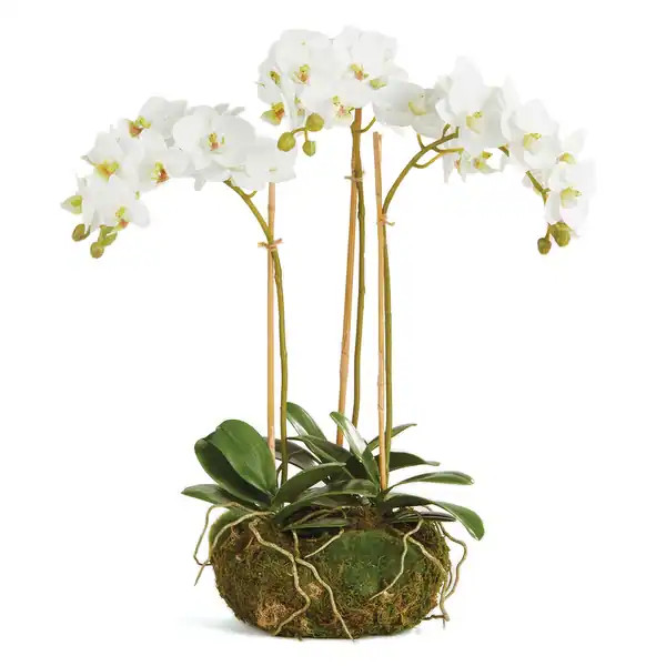 Phalaenopsis Orchid Mini Garden Drop-In 16" - White | Bed Bath & Beyond