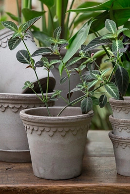 Bergs Copenhagen Terracotta Pot + Saucer Set | Terrain