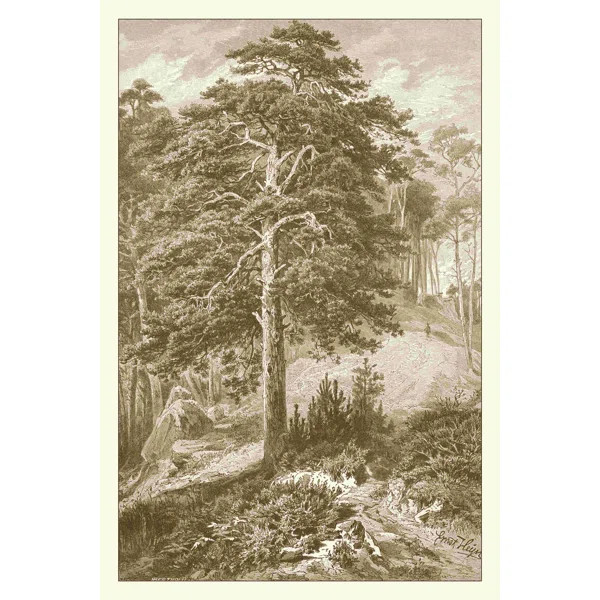 Sepia Wild Pine | Wayfair Professional