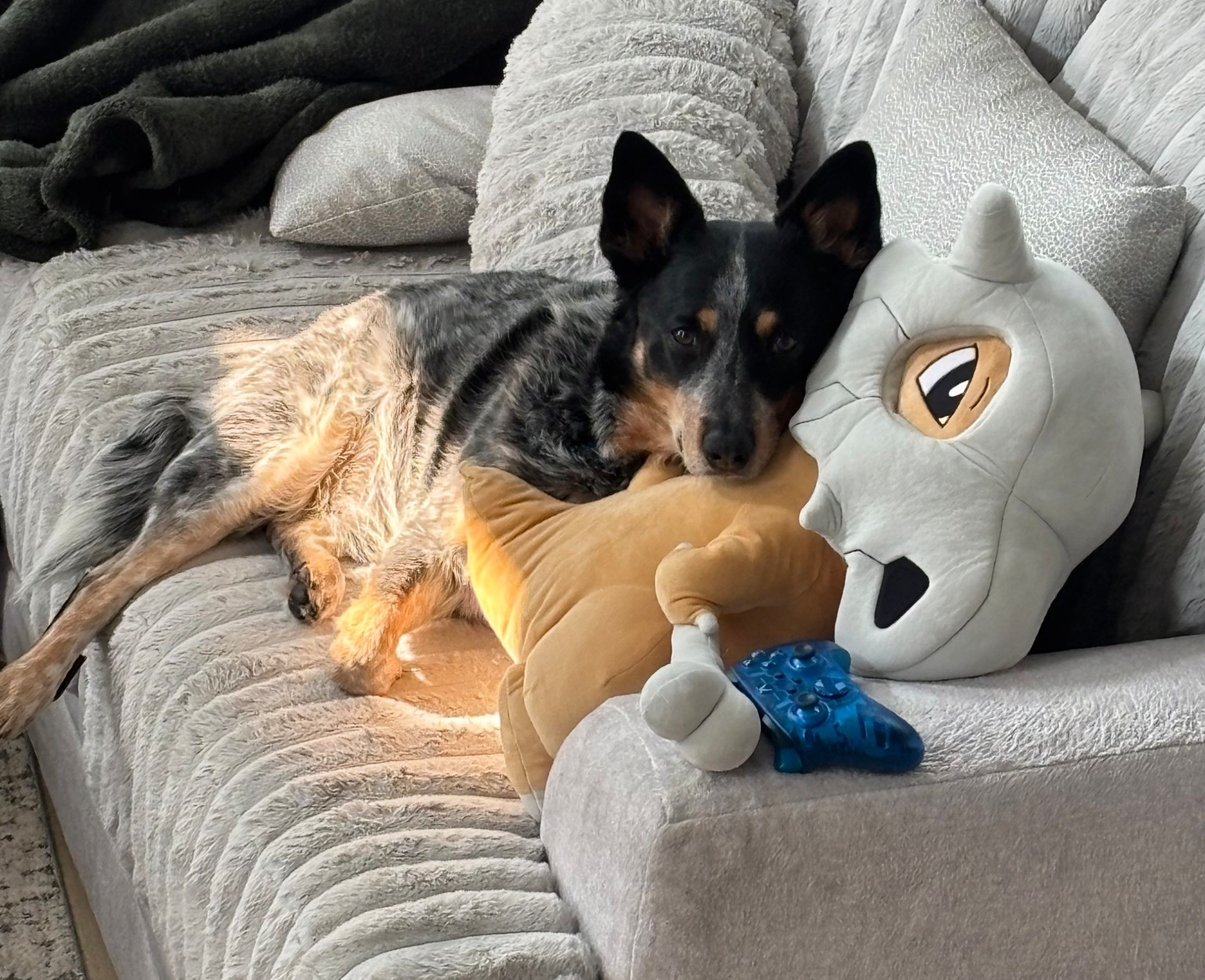 A dog and his best friend 🥹

#LTKFindsUnder100 #LTKHome