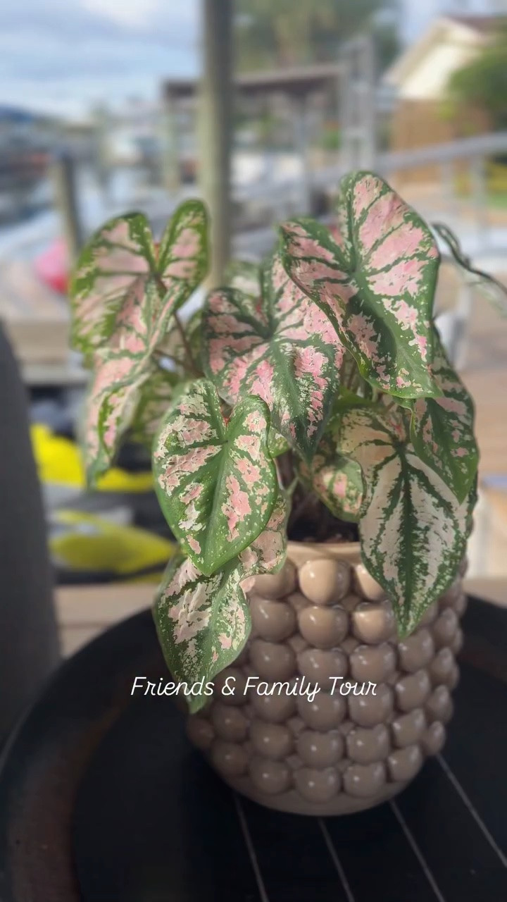 Thought I’d take you along on the “friends and family” tour of my favorite new backyard plants. 🥰

After a lot of trial and error I feel like I’m finally figuring out what works for different spaces in my yard. This tropical plant is doing well so far on our dock where it gets indirect sunlight until evening. 

The hibiscus plants require full sun to properly blossom and flourish and the majesty palms are also tropical plants that need protection from harsh UV rays, so they are doing well two years later under our covered dock. 

Since we are in zone 9b, I do keep in mind that the planters need to be heavy enough to not tip over in the wind, but light enough that hubs (or I) can carry them to shelter during our cold snaps over the winter months. 

P.S. After many questions about the knobbed planter, I found similar options and linked them. The majesty palm’s black planter is a ridiculously good deal - literally under $20 and super light to carry with a built in drainage saucer. What a WIN! 

#outdoorliving #backyard_dreams #coastalliving #tropicalplants #hometour