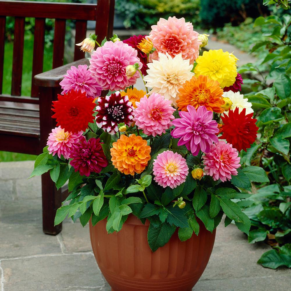 Dahlia Decorative Mixed Bulbs (10-Count/Pack) | The Home Depot