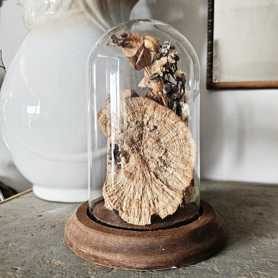 VINTAGE | Cloche With Dried Botanicals - Etsy | Etsy (US)