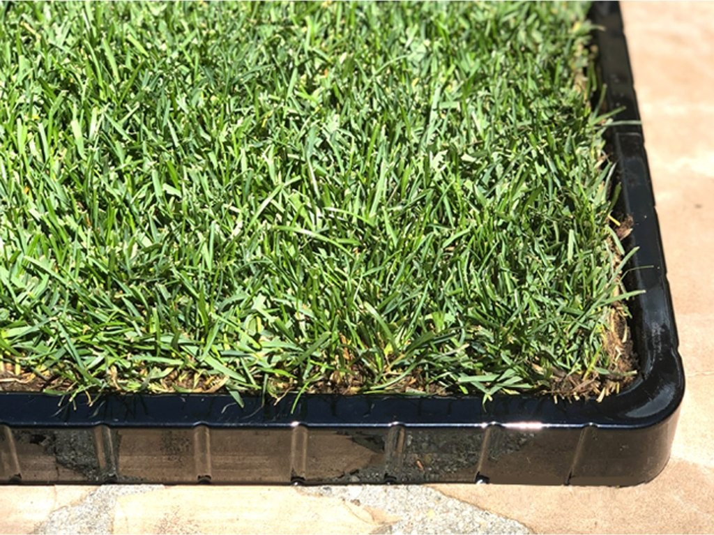 XL DoggieLawn Tray | DoggieLawn