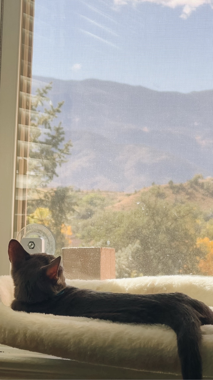 Fall mountain views and our sweet Luna enjoying the view 🥹
.
.
.
#BubbaAndLuna #CatsofInstagram #MountainViews #Colorado #ColoradoSprings

#LTKPets #LTKSeasonal #LTKFindsUnder50