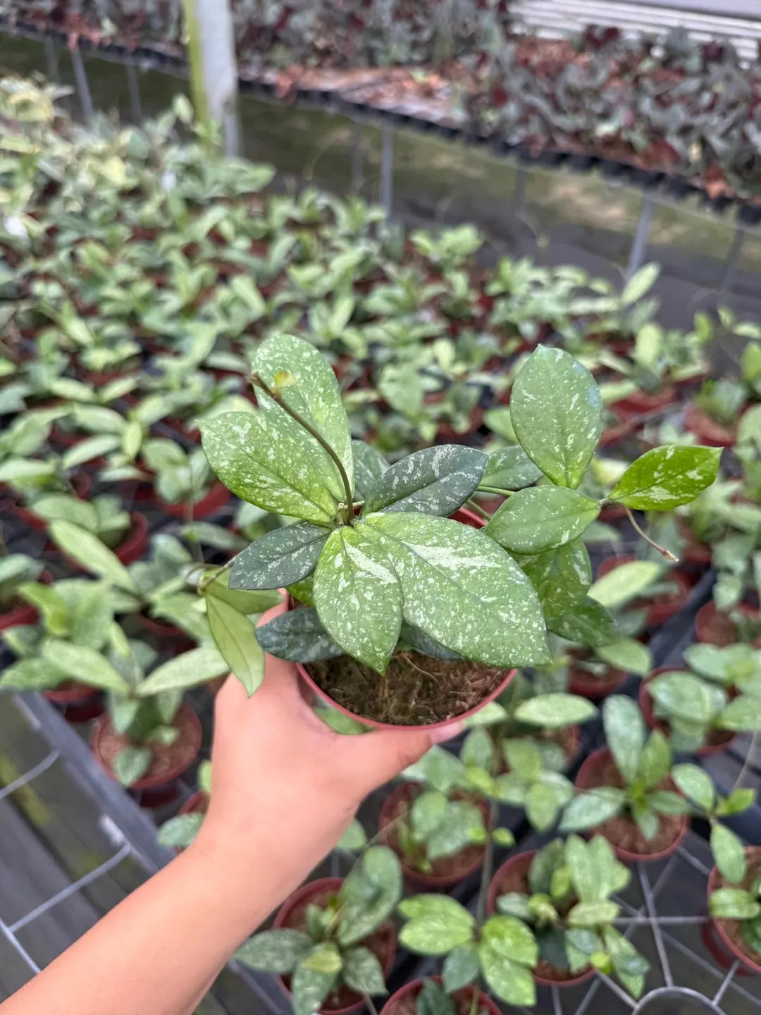 Hoya Crassipetiolata Splash - Etsy | Etsy (US)