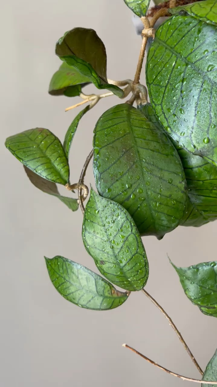 #HoyaGunungGading boasts some of the coolest foliage out there. Its smooth, glossy leaves are accented by bold, dark veins, making it a standout in any collection. Under the right conditions, it can sunstress into breathtaking shades of red. After photographing this beauty, I’ve decided to move it closer to a grow light—can’t wait to see how its colors transform!

Liz’s personal care experience only…every environment is different:
🪴Light: under grow lights
🪴Water: when dry
🪴Avg Temp last 30 days: 72F
🪴Relative Humidity last 30 days: 45%
🪴Fussy: not for me
🪴Rate of growth: medium slow
🪴Rareness: not commonly found in stores, but in a lot of private collections.
🪴Potting Mix: my coco husk mix
🪴Fertilizer: I apply a nutrient-rich fertilizer tailored for Hoyas approximately every other watering when the plant isn’t dormant. It’s packed with essential macro and micronutrients, it’s the best I’ve found for hoyas!🪴
🪴Rooting Method: in my custom coco coir mix
🪴Time In My Care: 2.5 years
🌸Age until 1st bloom: none yet 
🪴Would Liz recommend this one: yes!

#plantsmakemehappy #ihavethisthingwithplants #hoya #easilydistractedbyplants #plantsmakepeoplehappy

#LTKFindsUnder50 #LTKHome
