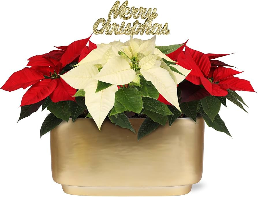 Plants & Blooms Shop SA5132 Live Red & White Poinsettia Trio in Gold Ceramic Planter with Gold Me... | Amazon (US)