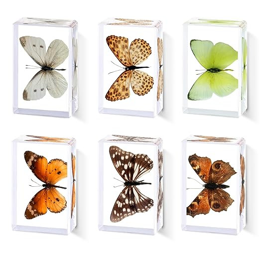 6Pcs Taxidermy Butterfly, Real Butterflies Specimens in Resin,Butterfly Resin Specimen,Use for Pa... | Amazon (US)