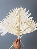 Dried Palms Bleached - 5 Stems | Sun Palms | Fan Palms | Natural Leaves | Natural Palm | Dried Flowe | Amazon (US)