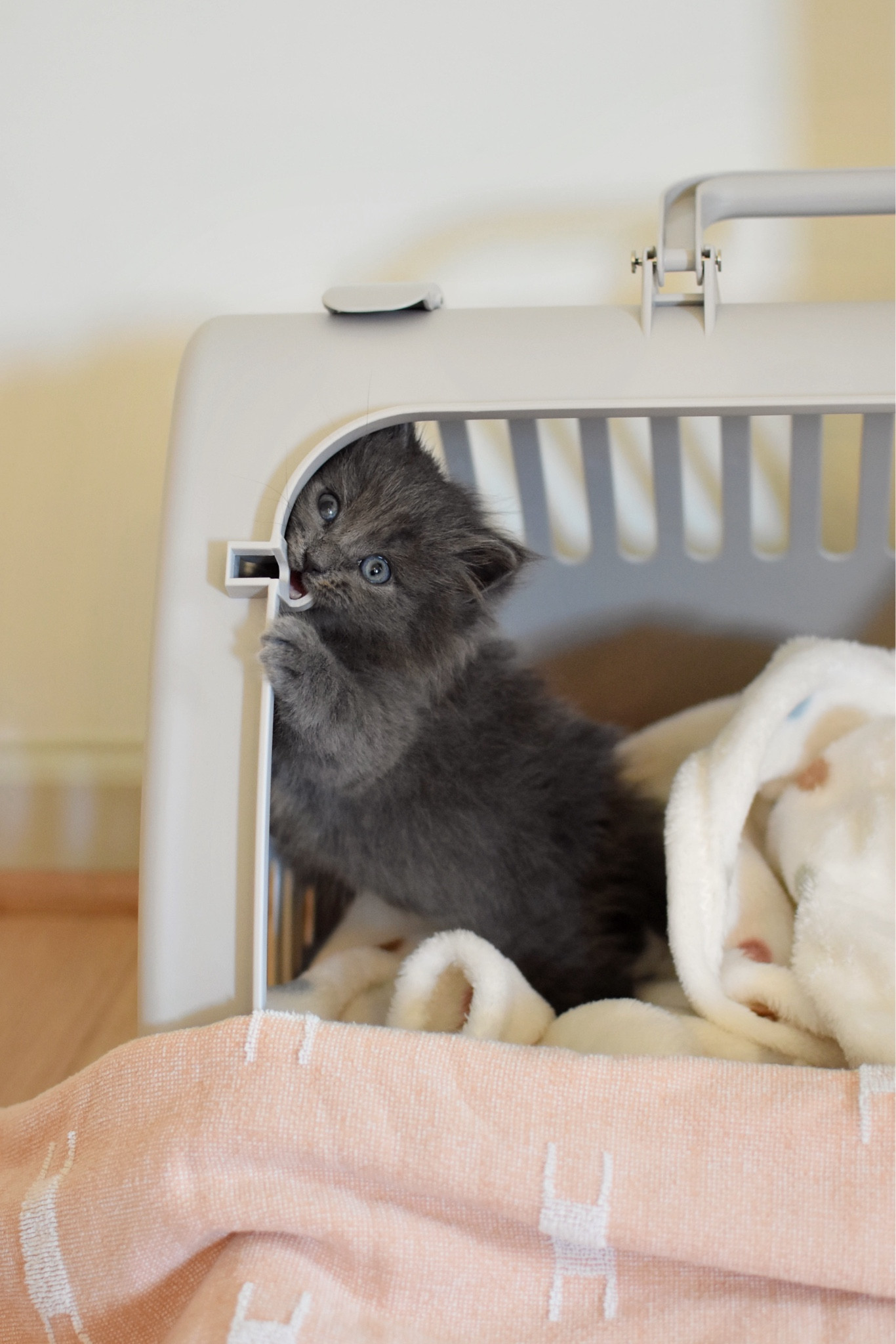 Kitten essentials, including this triangular carrier that folds flat for easy storage! Fits my 10lb adult cat comfortably  #LTKpet

#LTKdayinmylife #LTKHome