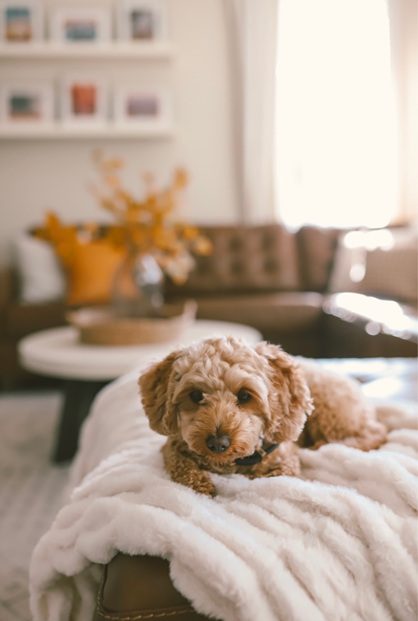 Cozy Fall decor


#LTKSeasonal #LTKSale #LTKhome