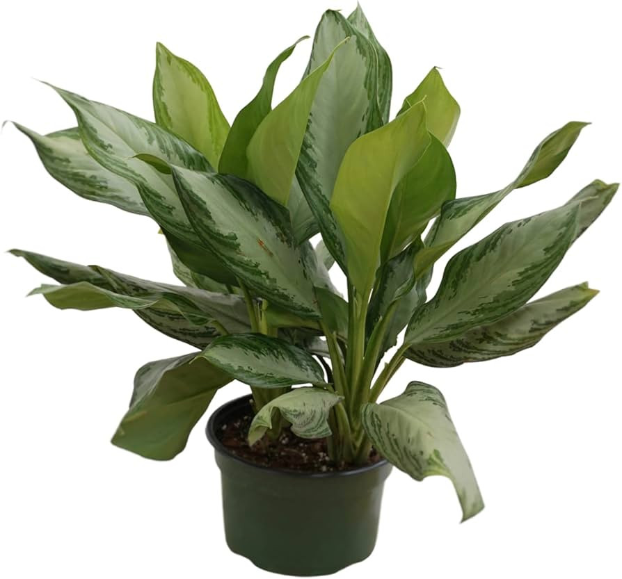 Rana Plant Co.| Aglaonema Silver Bay| Live Premium Houseplant| Medium Size | Easy-Care | Air Puri... | Amazon (US)