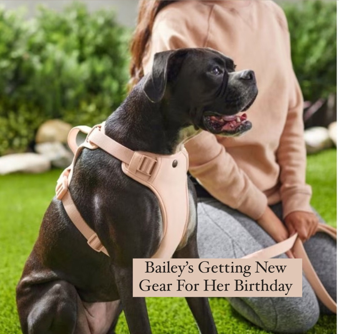 Bailey’s getting some new swag for her birthday 

(+ Crosby needs a new leash because the chewed through the old one 🙃)

#LTKfindsunder50 #LTKfamily #LTKGiftGuide