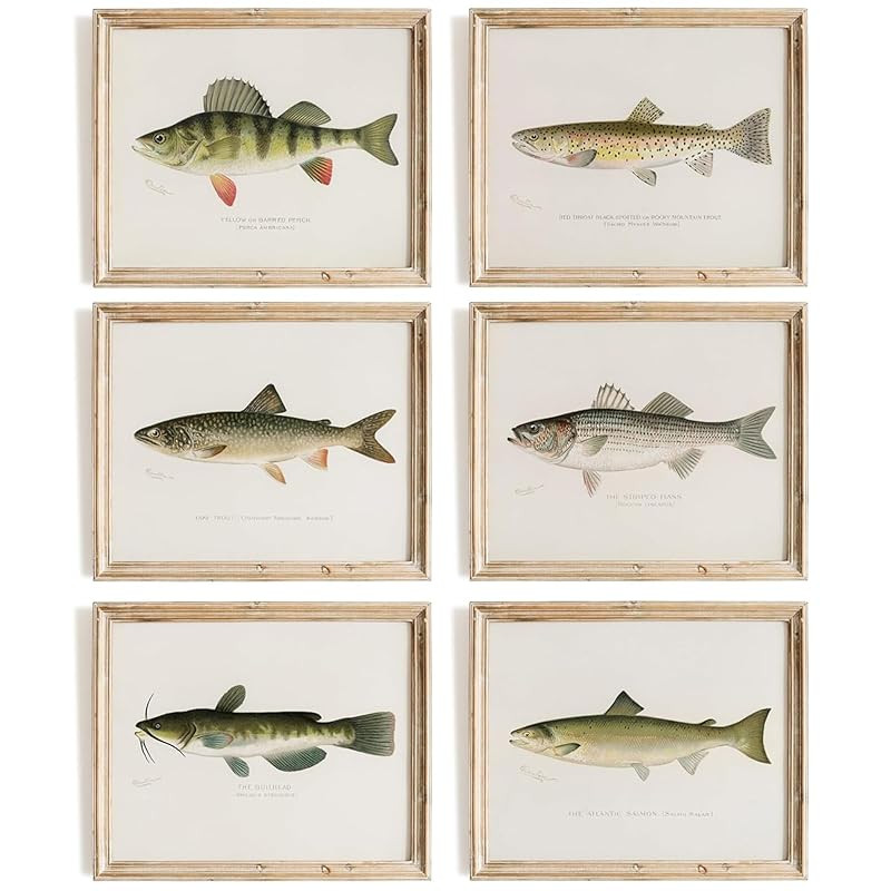 Fish Wall Art Prints (Set of 6) - Unframed - 8x10s | Vintage Fishing Decor - Reproductions of Vin... | Amazon (US)